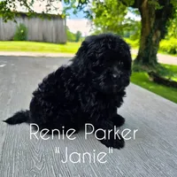 Janie, a female Maltipoo and Poodle - Toy  for sale in Sevierville, TN – 8 of 8