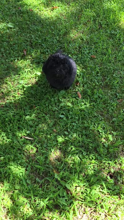 Janie, a female Maltipoo and Poodle - Toy  for sale in Sevierville, TN – 9 of 9