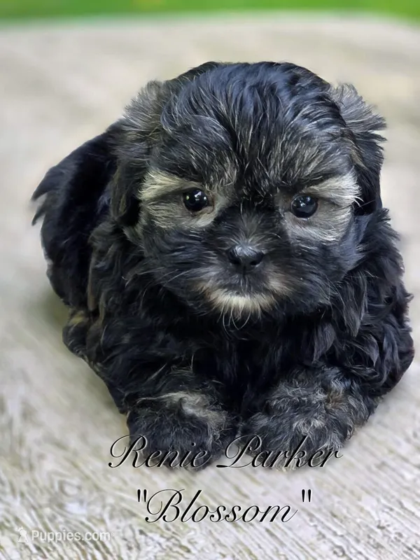 Blossom – Maltipoo, Mal Shi puppy for sale in Sevierville, TN