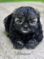 Blossom, a female Maltipoo and Mal Shi for sale in Sevierville, TN – 1 of 8