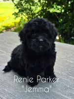 Jemma, a female Maltipoo and Poodle - Toy  for sale in Sevierville, TN – 8 of 9