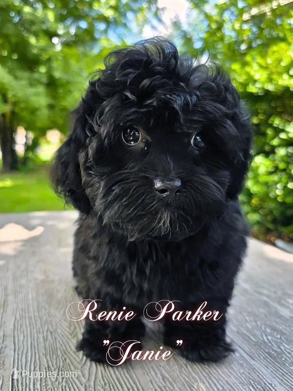 Janie – Maltipoo, Poodle - Toy  puppy for sale in Sevierville, TN