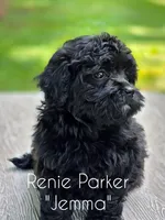 Jemma, a female Maltipoo and Poodle - Toy  for sale in Sevierville, TN – 6 of 9