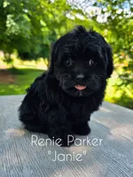Janie, a female Maltipoo and Poodle - Toy  for sale in Sevierville, TN – 1 of 8