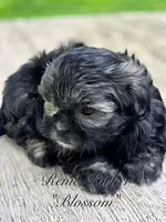 Blossom, a female Maltipoo and Mal Shi for sale in Sevierville, TN – 5 of 8
