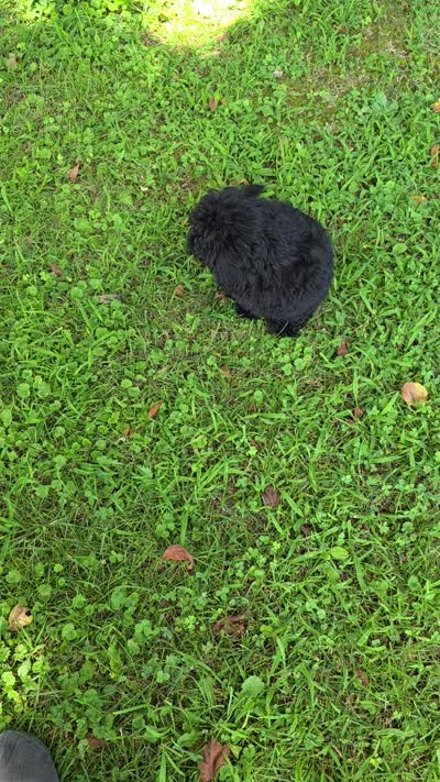 Janie, a female Maltipoo and Poodle - Toy  for sale in Sevierville, TN – 8 of 9