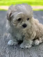 Bunny, a female Maltipoo and Mal Shi for sale in Sevierville, TN – 4 of 8