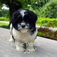 Jagger, a male Maltipoo and Poodle - Toy  for sale in Sevierville, TN – 2 of 7