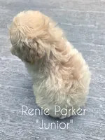 Junior, a male Maltipoo and Poodle - Toy  for sale in Sevierville, TN – 5 of 8