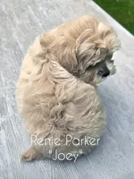 Joey, a male Maltipoo and Poodle - Toy  for sale in Sevierville, TN – 7 of 7