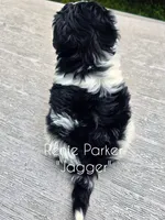 Jagger, a male Maltipoo and Poodle - Toy  for sale in Sevierville, TN – 5 of 7