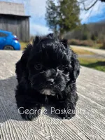 Derby, a male Maltipoo for sale in Sevierville, TN – Photo 1 of 6