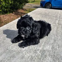 Derby, a male Maltipoo for sale in Sevierville, TN – Photo 6 of 6