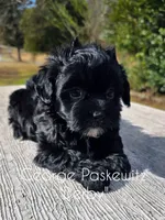 Derby, a male Maltipoo for sale in Sevierville, TN – Photo 3 of 6