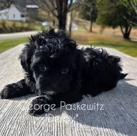 Derby, a male Maltipoo for sale in Sevierville, TN – Photo 2 of 6