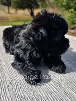 Derby, a male Maltipoo for sale in Sevierville, TN – Photo 4 of 6