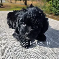 Derby, a male Maltipoo for sale in Sevierville, TN – Photo 5 of 6