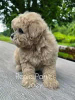 Joey, a male Maltipoo and Poodle - Toy  for sale in Sevierville, TN – 5 of 7