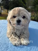 Leo, a male Maltipoo and Mal Shi for sale in Sevierville, TN – Photo 5 of 8