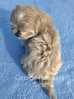 Leo, a male Maltipoo and Mal Shi for sale in Sevierville, TN – Photo 3 of 8