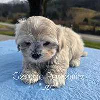 Leo, a male Maltipoo and Mal Shi for sale in Sevierville, TN – Photo 8 of 8