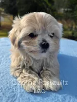 Leo, a male Maltipoo and Mal Shi for sale in Sevierville, TN – Photo 7 of 8