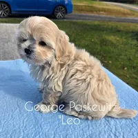 Leo, a male Maltipoo and Mal Shi for sale in Sevierville, TN – Photo 2 of 8