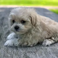 Bunny, a female Maltipoo and Mal Shi for sale in Sevierville, TN – 7 of 8