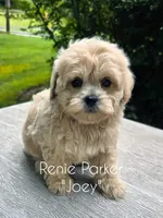 Joey, a male Maltipoo and Poodle - Toy  for sale in Sevierville, TN – 4 of 7