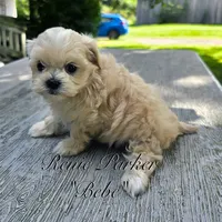 Bebe, a female Maltipoo and Mal Shi for sale in Sevierville, TN – 2 of 9