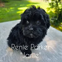 Janie, a female Maltipoo and Poodle - Toy  for sale in Sevierville, TN – 2 of 8