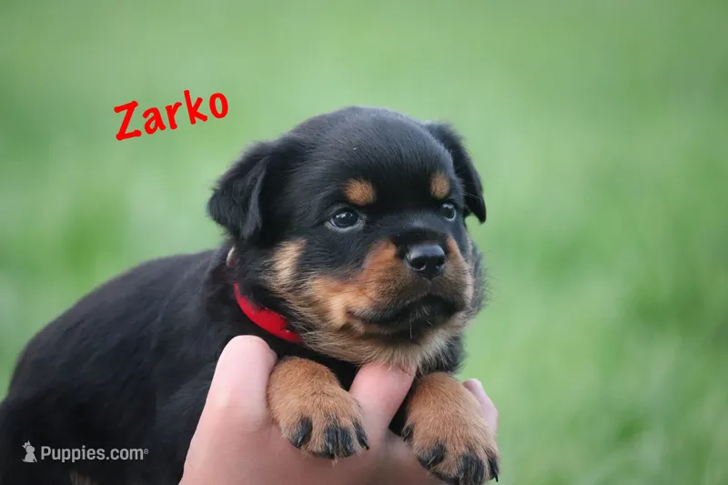 Zarko – Rottweiler puppy for sale in Manheim, PA