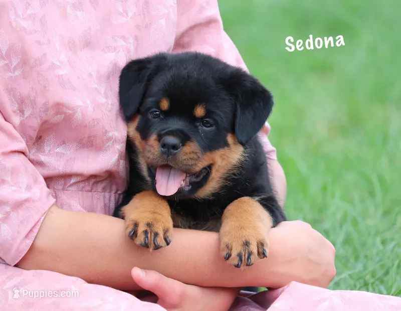 Sedona – Rottweiler puppy for sale in Manheim, PA