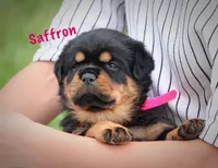 Saffron , a female Rottweiler for sale in Manheim, PA – 4 of 10