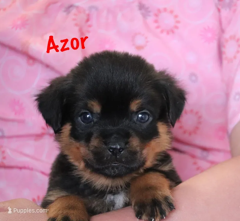 Azor  – Rottweiler puppy for sale in Manheim, PA