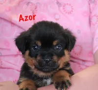 Azor , a male Rottweiler for sale in Manheim, PA – 3 of 10