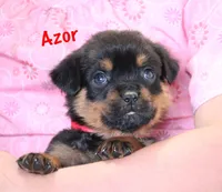 Azor , a male Rottweiler for sale in Manheim, PA – 5 of 10