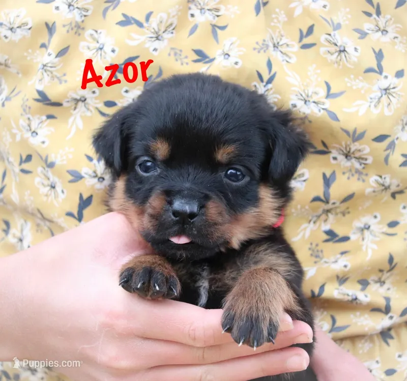 Azor  – Rottweiler puppy for sale in Manheim, PA