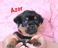 Azor , a male Rottweiler for sale in Manheim, PA – 4 of 10
