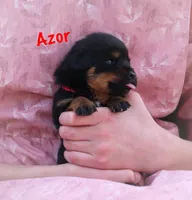 Azor , a male Rottweiler for sale in Manheim, PA – Photo 2 of 5