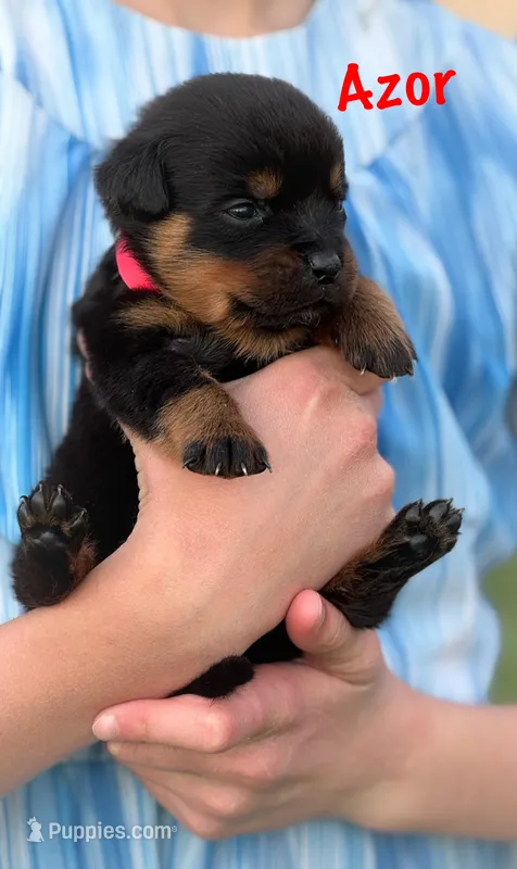 Azor  – Rottweiler puppy for sale in Manheim, PA