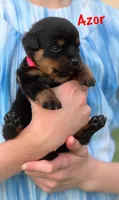 Azor , a male Rottweiler for sale in Manheim, PA – 7 of 10