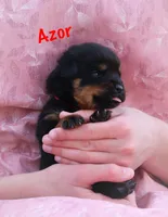 Azor , a male Rottweiler for sale in Manheim, PA – Photo 1 of 5