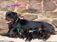 Zara, a female Rottweiler for sale in Manheim, PA – 5 of 5