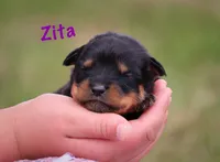 Zita, a female Rottweiler for sale in Manheim, PA – 2 of 5