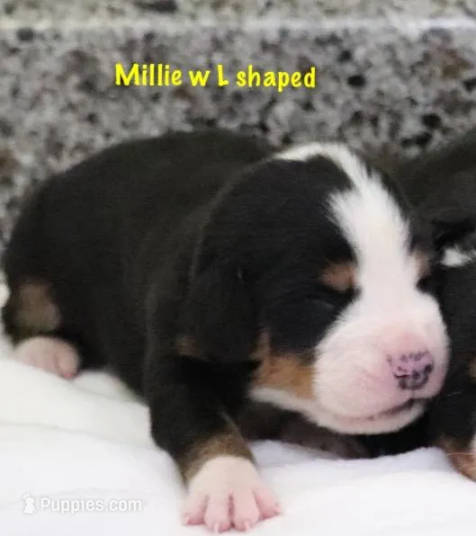 Mille – Greater Swiss Mountain Dog puppy for sale in Manheim, PA