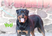 Aniela , a female Rottweiler for sale in Manheim, PA – Photo 4 of 6