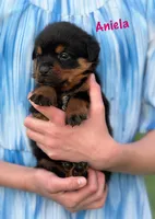 Aniela , a female Rottweiler for sale in Manheim, PA – 6 of 10