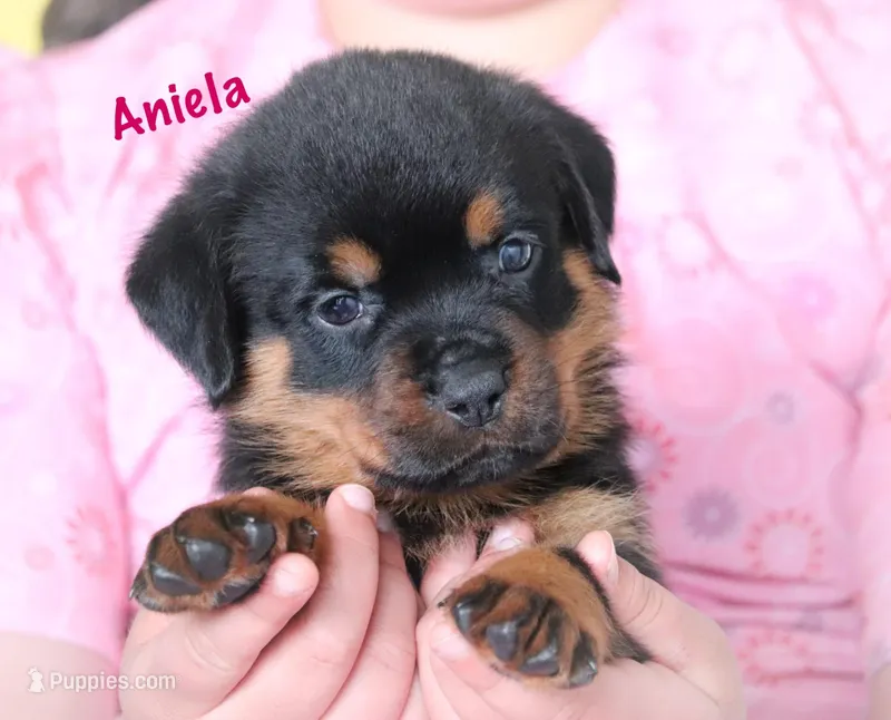 Aniela  – Rottweiler puppy for sale in Manheim, PA
