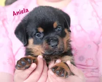 Aniela , a female Rottweiler for sale in Manheim, PA – 3 of 10